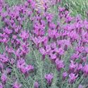 Afbeelding van Ej Lavendel P19 Stoechas purple